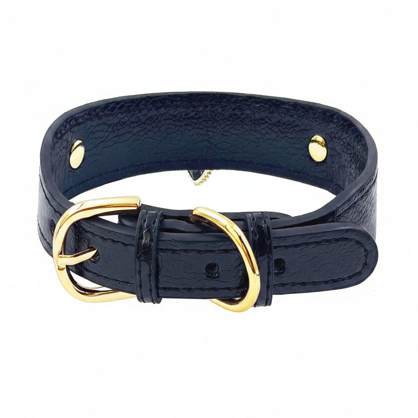 Black leather pet collar with gold buckle hardware and gold stud accents on a white background
