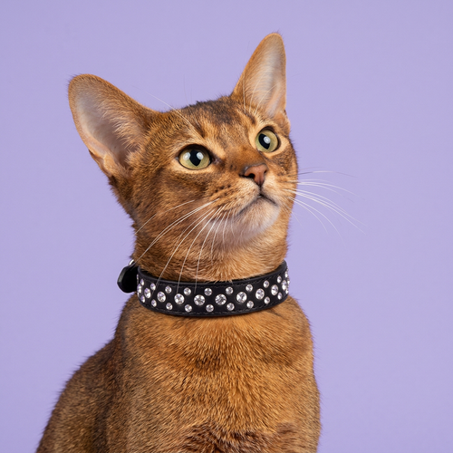 Abyssinian portrait with an upward glance