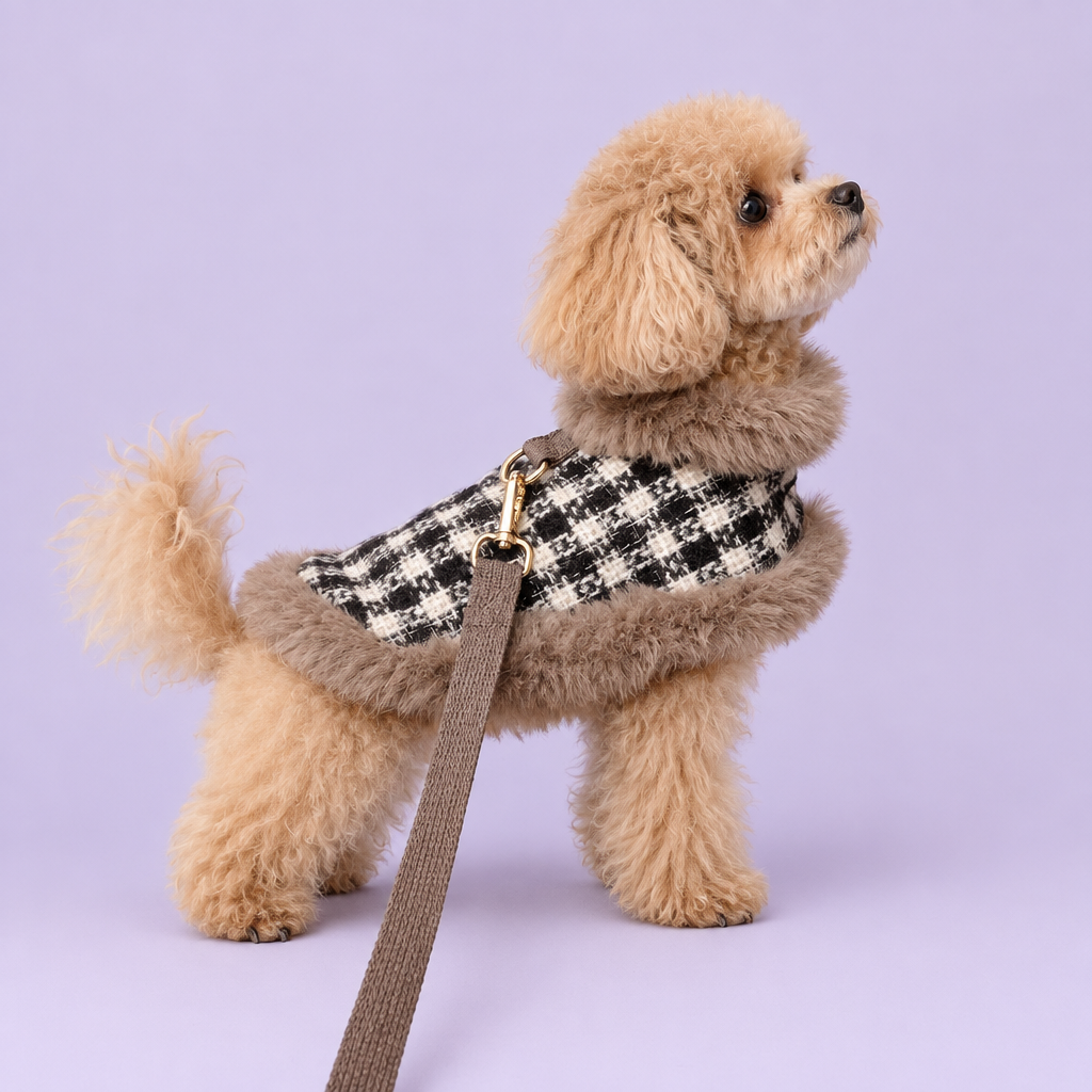 Apricot poodle wearing the plaid cape
