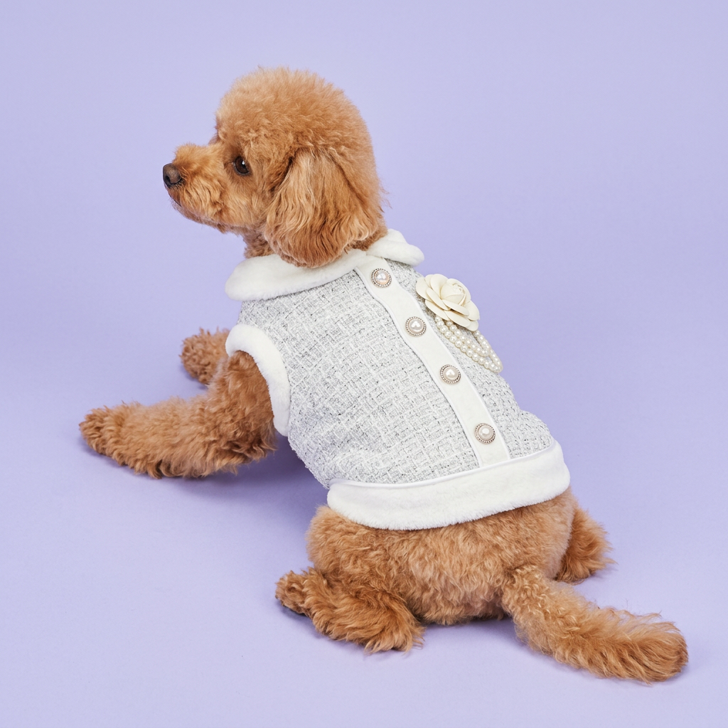 Apricot toy poodle reclining in the silver-white jacket