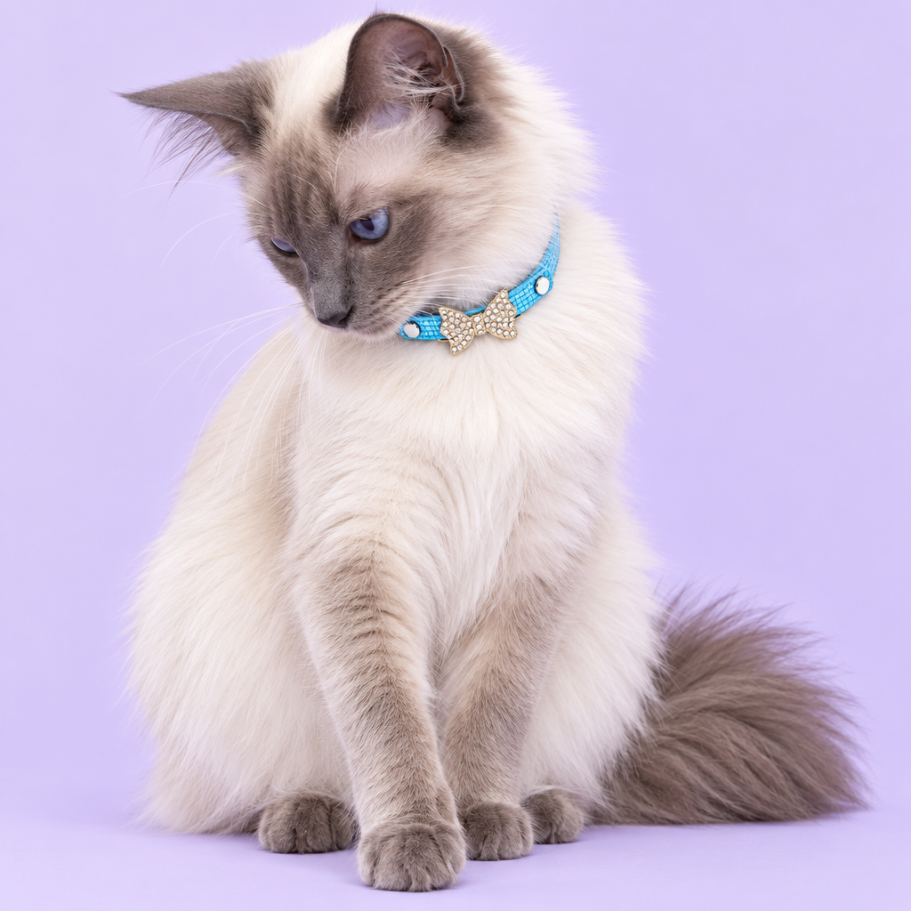 Balinese cat looking toward its paw