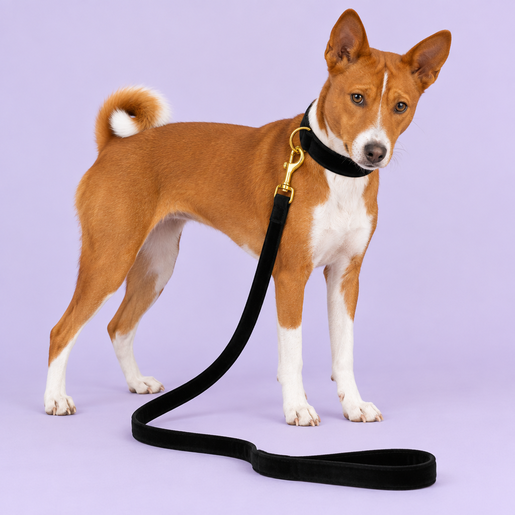 Basenji standing in the black velvet collar and leash set
