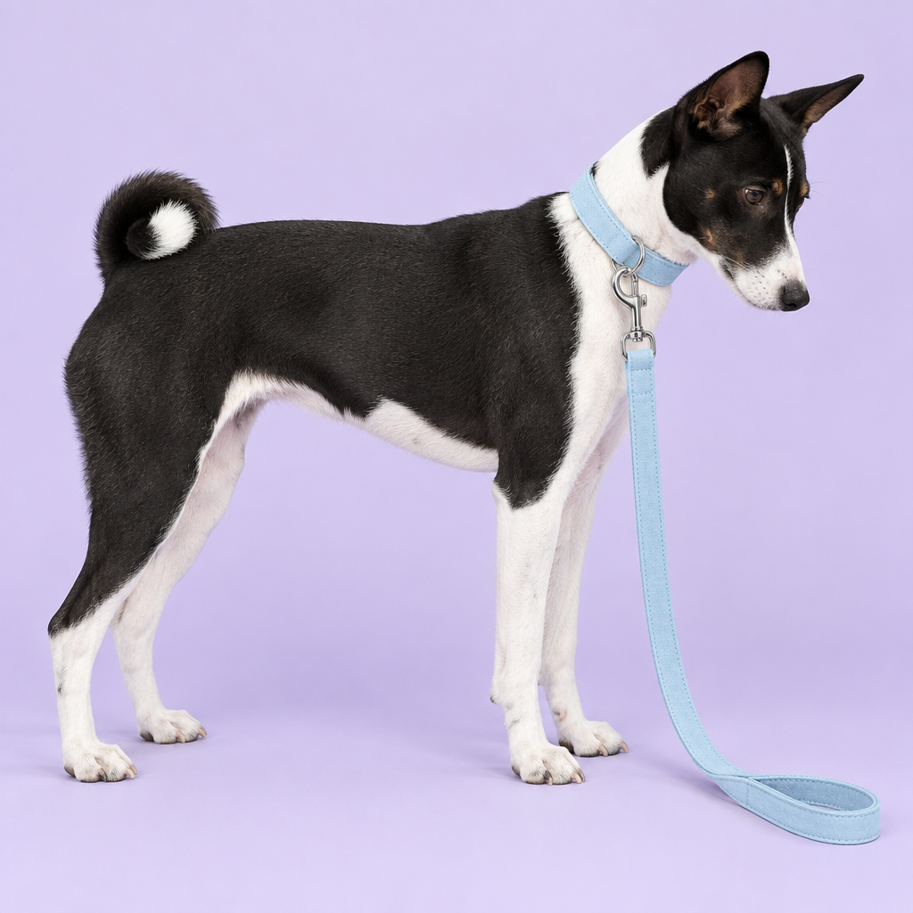 Basenji wearing light blue suede-look set