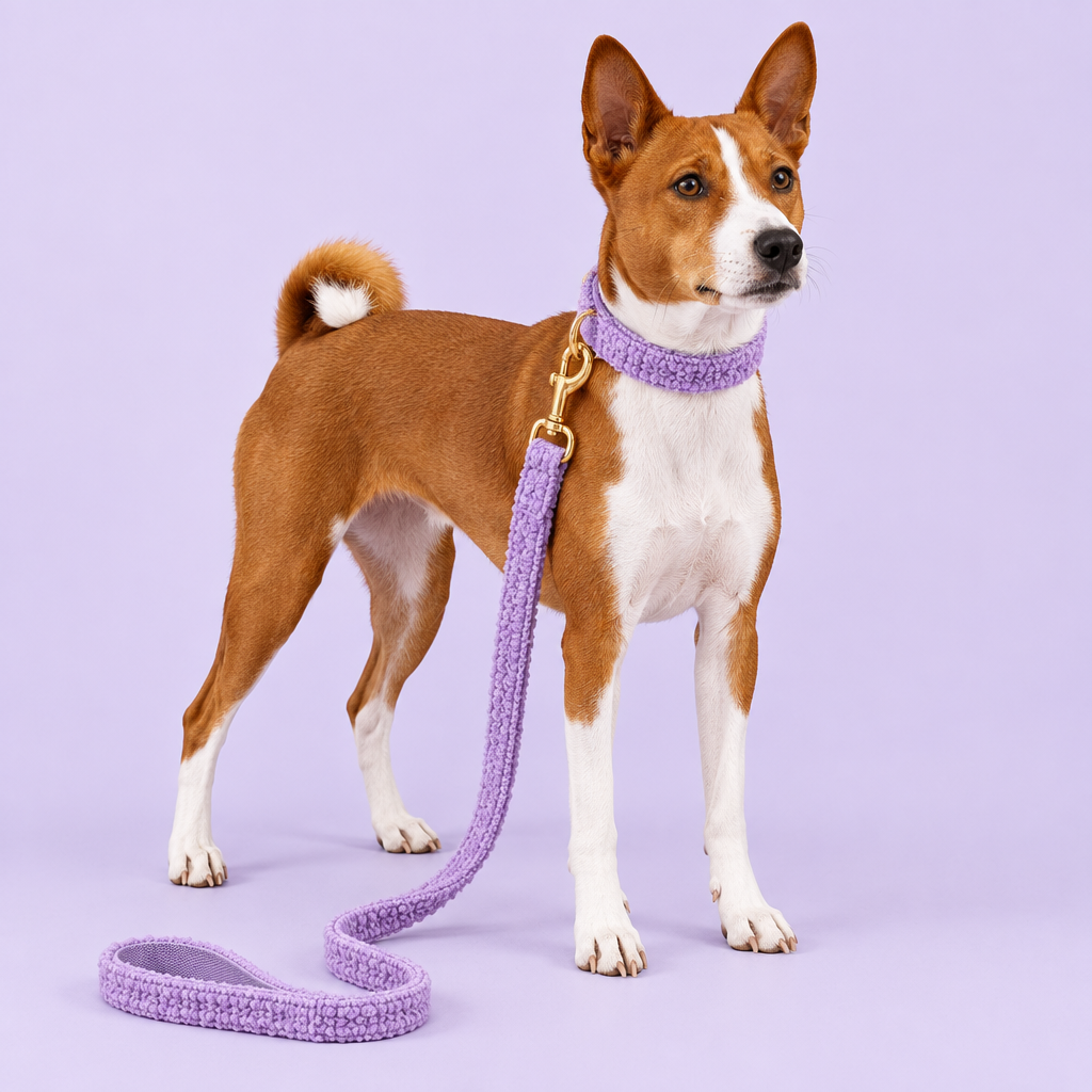 Basenji with purple teddy-fleece collar and leash