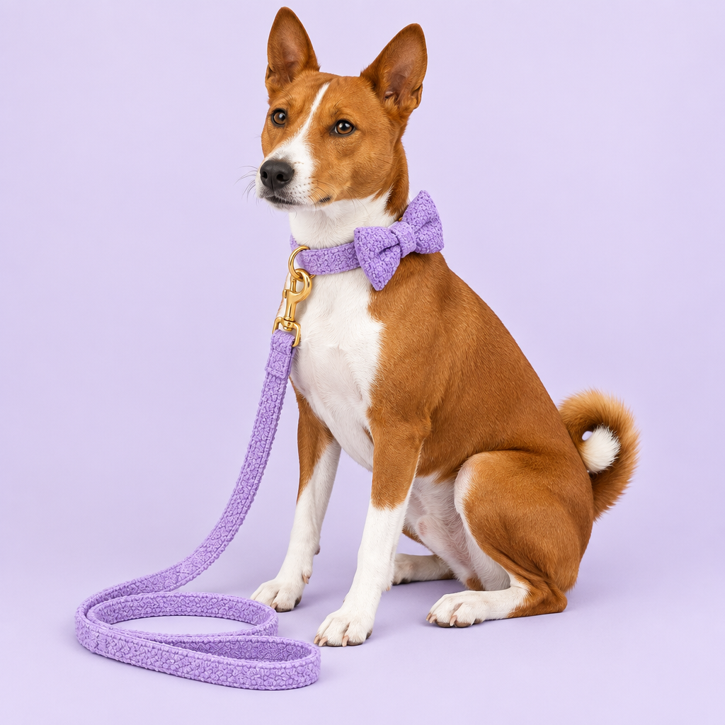 Basenji with side-positioned purple teddy-fleece bow tie and leash