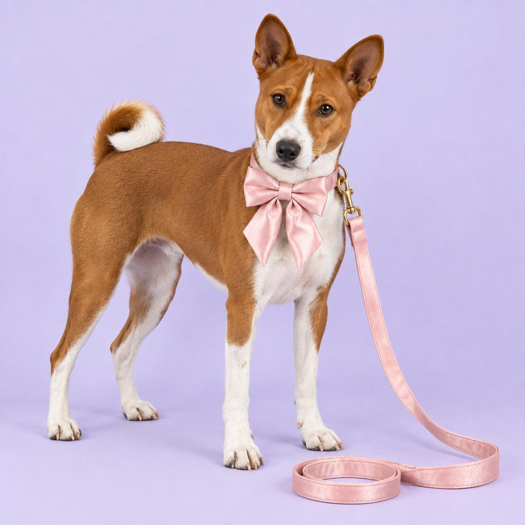 Basenji with silky pink bow collar and leash
