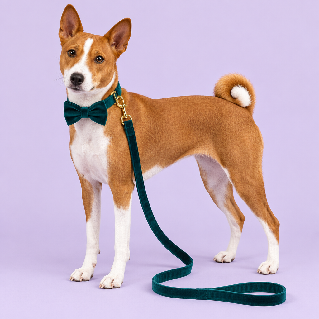 Basenji with teal velvet bow collar and leash