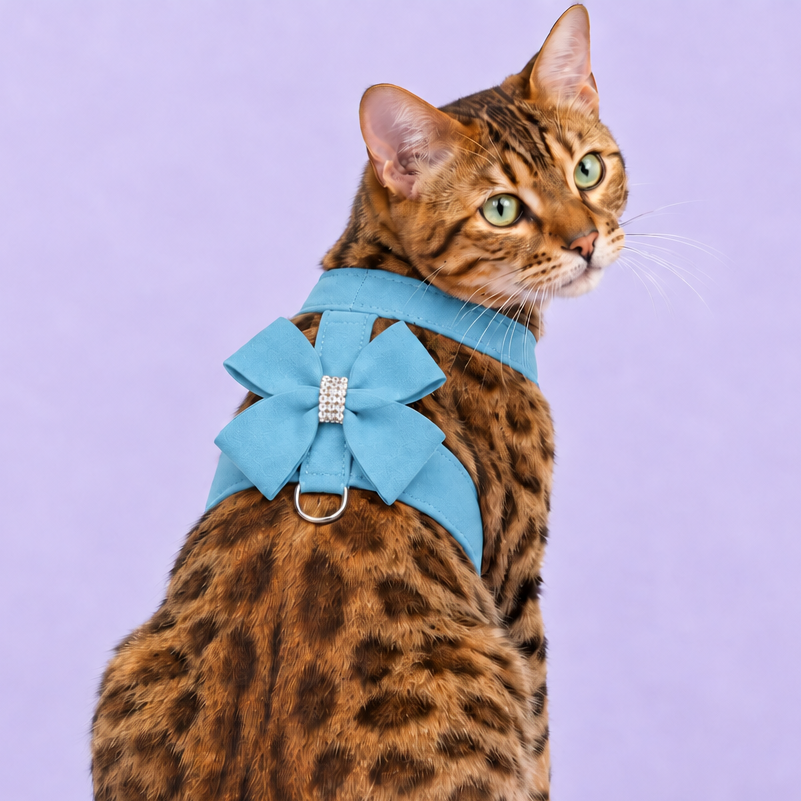 Bengal in blue bow harness