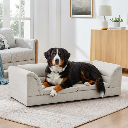 Bernese Mountain Dog wearing the white plaid paw-print collar on the gray pet sofa