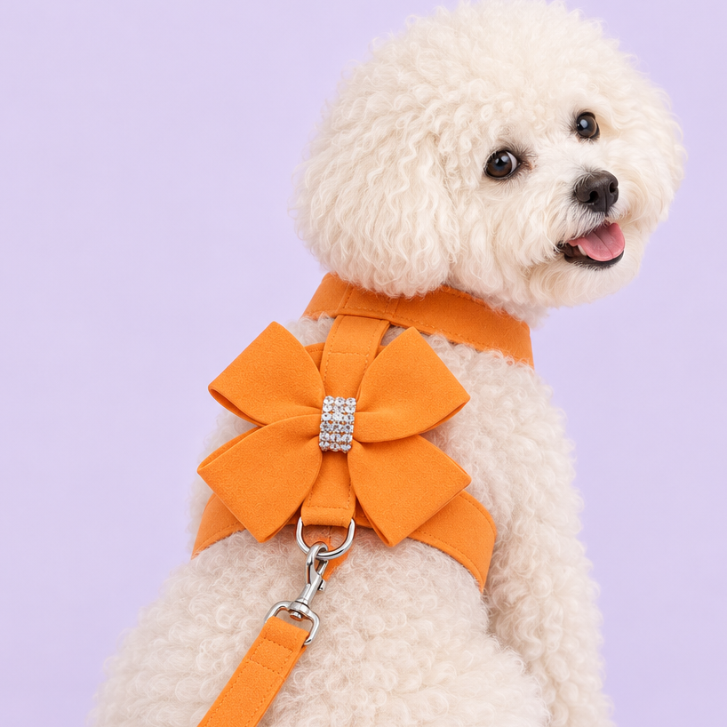 Bichon Frise wearing orange bow harness with leash