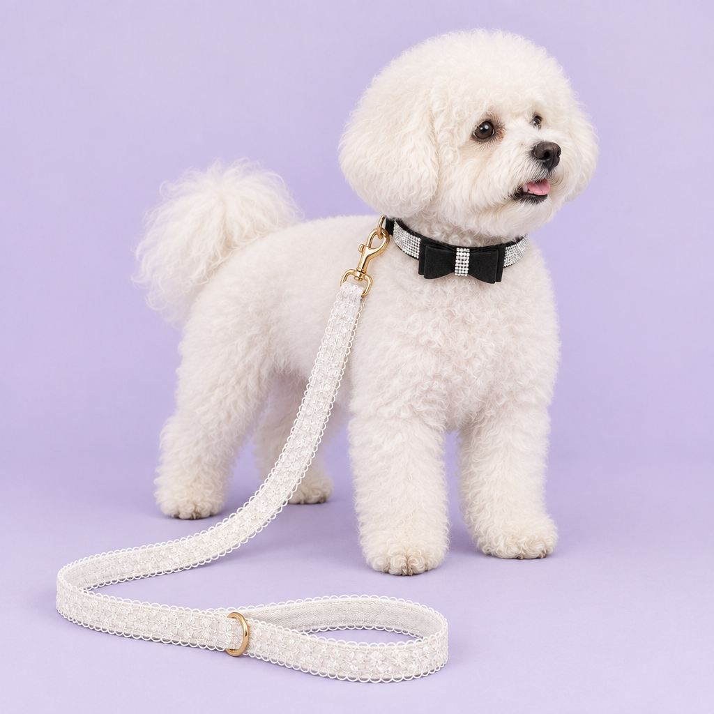 Bichon Frise with black bow collar and white lace leash