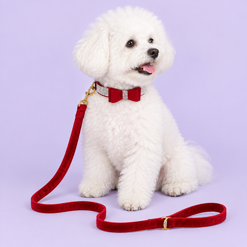 Bichon Frise with red bow collar and red velvet leash