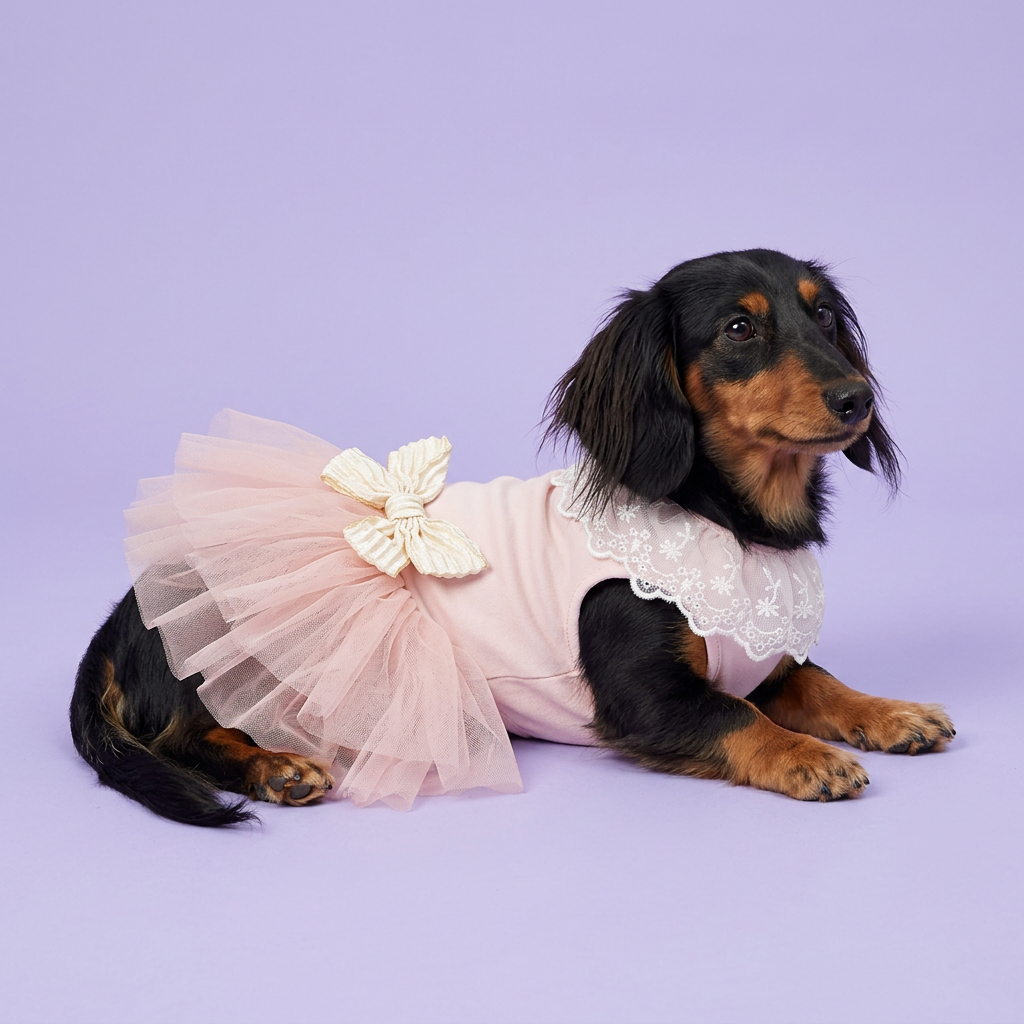 Black-and-tan dachshund reclining in the blush dress