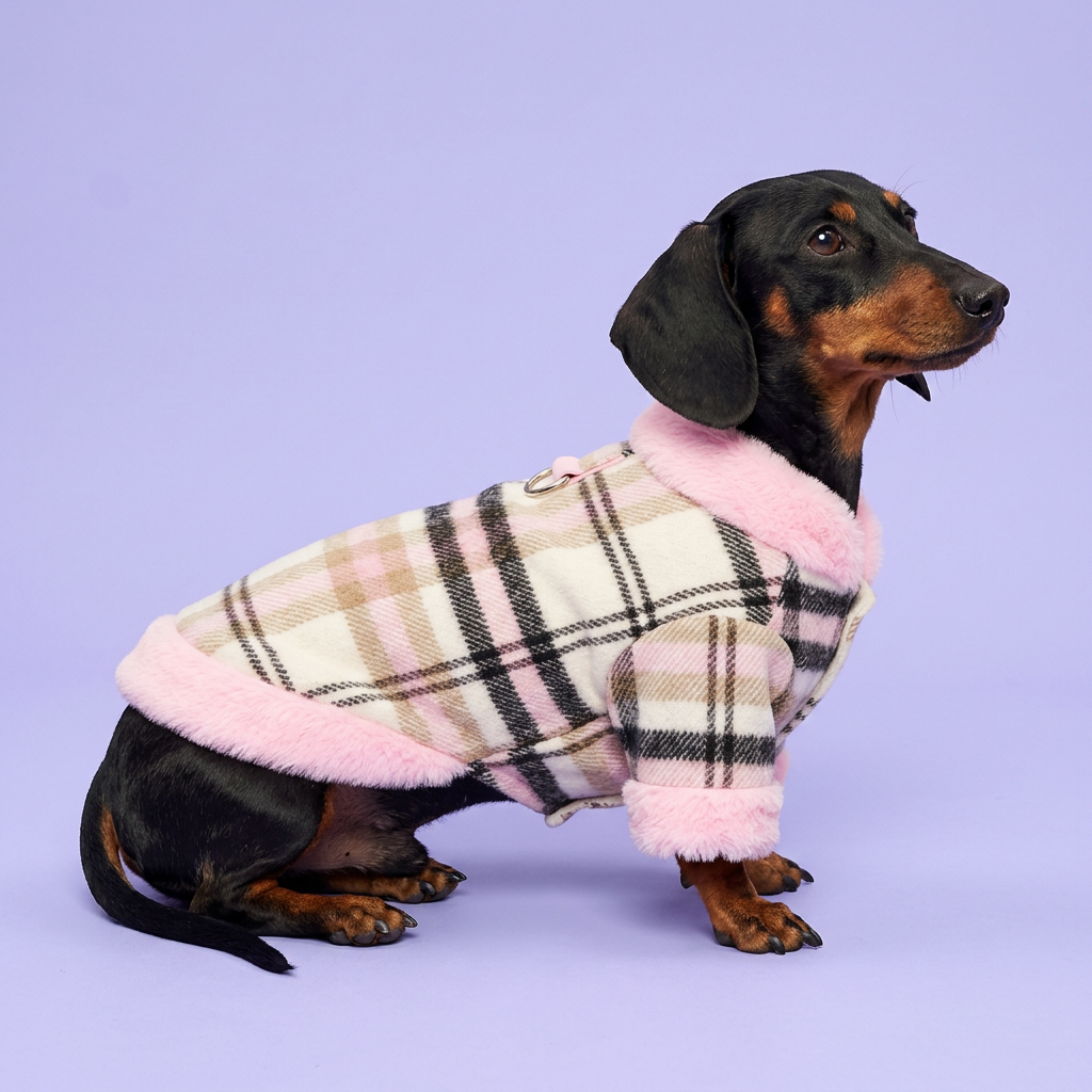 Black-and-tan dachshund reclining in the pink plaid jacket