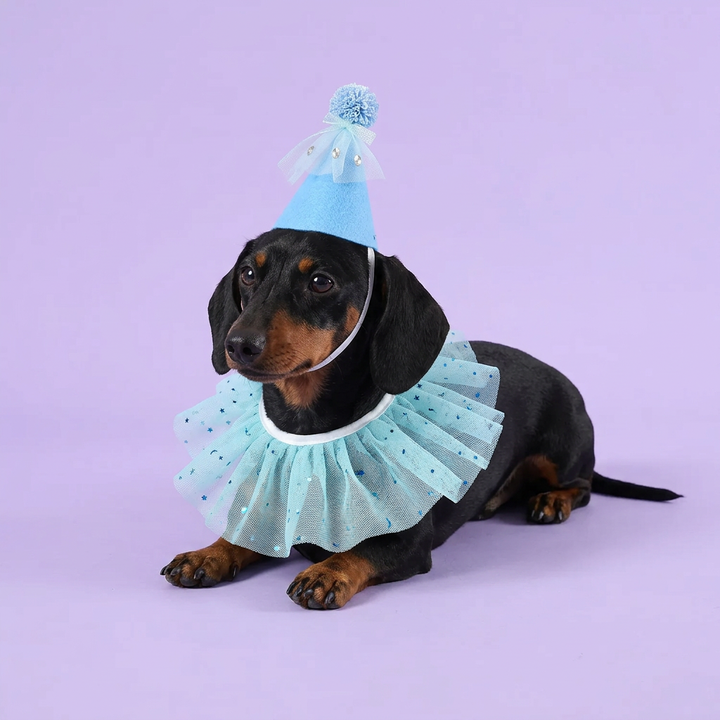 Black-and-tan dachshund resting in the aqua party set