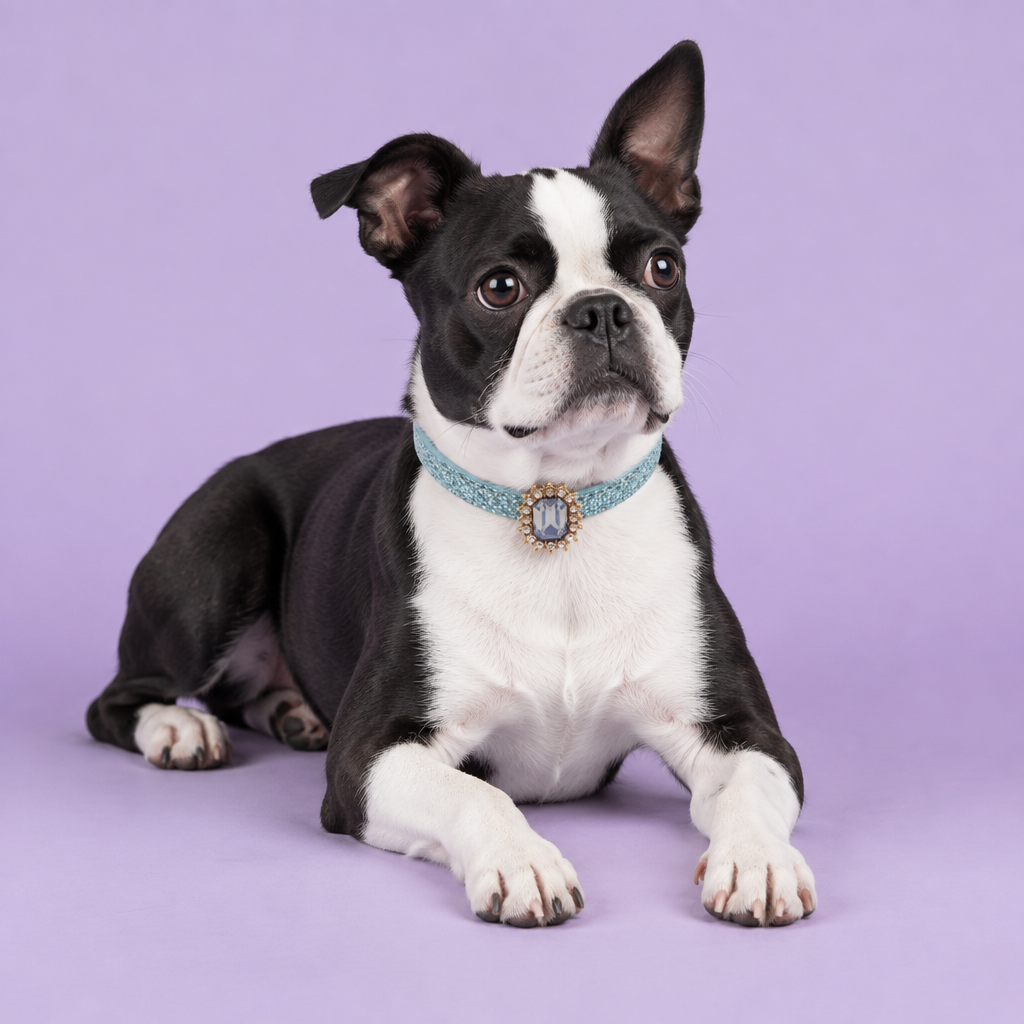 Black-and-white Boston terrier lounging