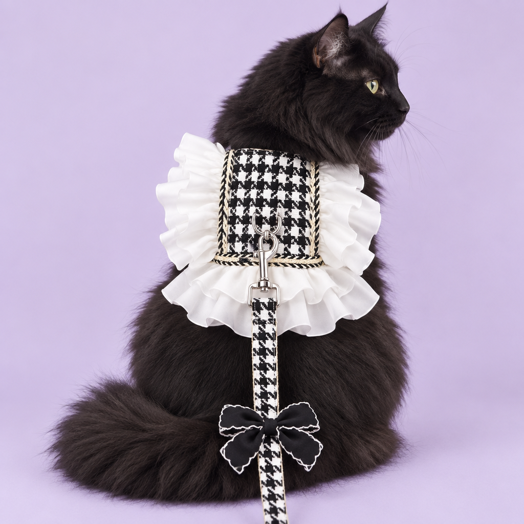Black cat in houndstooth harness and leash