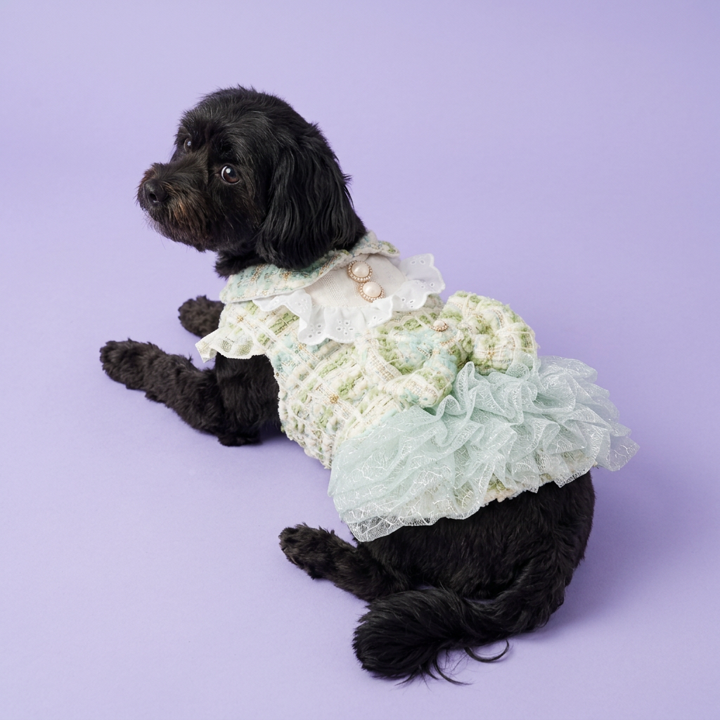 Black Havanese in the green tweed dress
