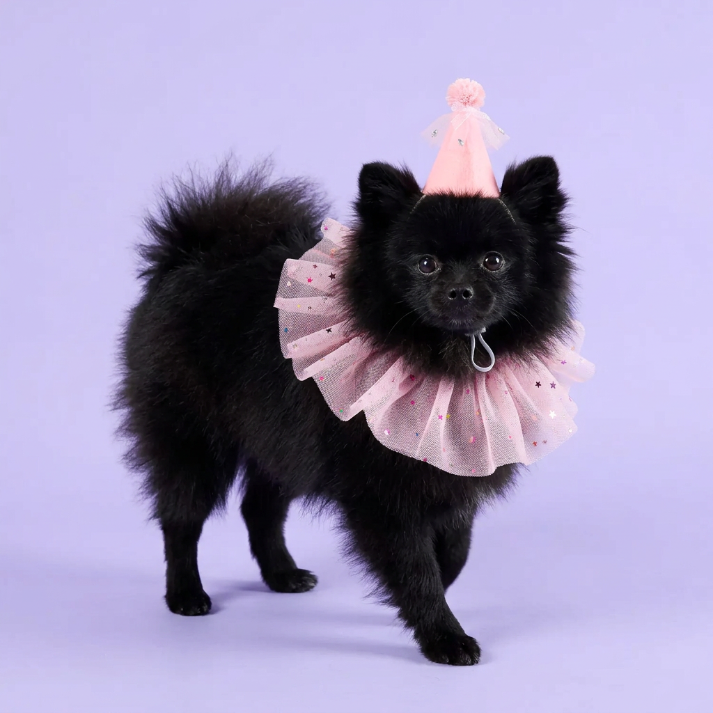 Black Pomeranian stepping forward in the pink star party set