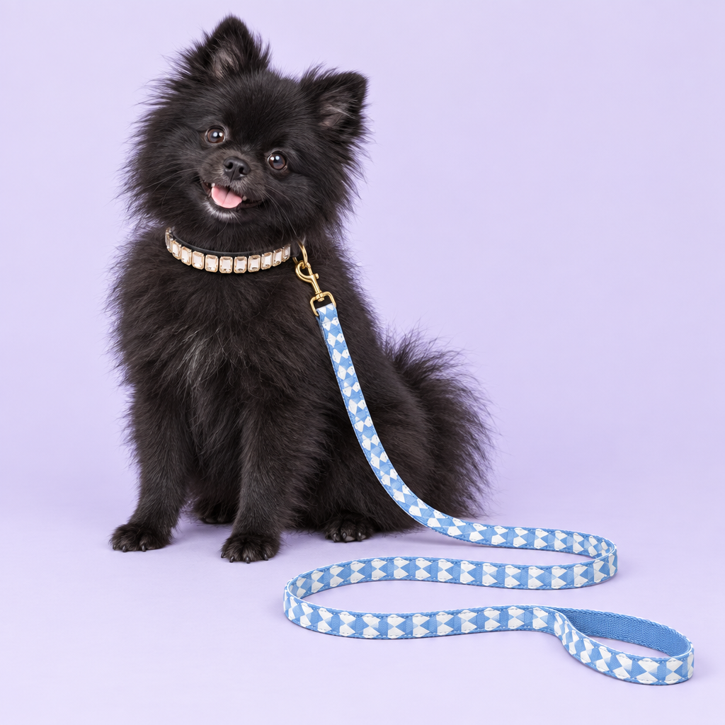 Black Pomeranian with opal collar and triangle leash
