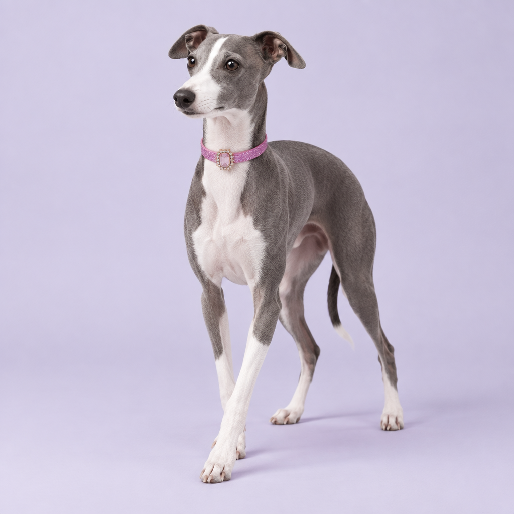Blue-grey-and-white Italian greyhound standing