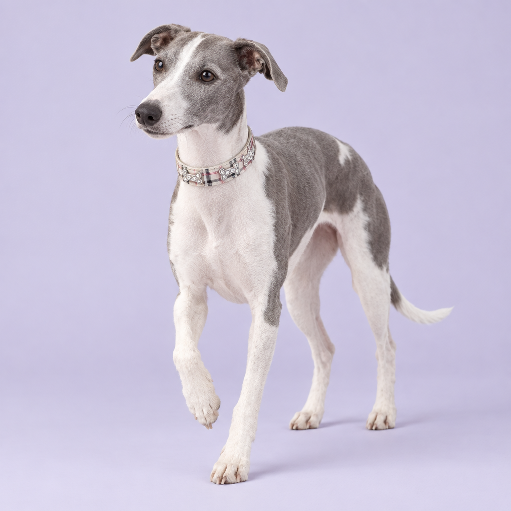 Blue-grey-and-white Whippet taking a gentle step