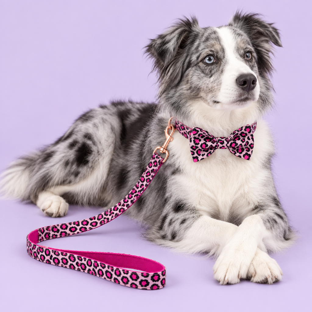 Blue-merle Border Collie with pink leopard bow collar and leash