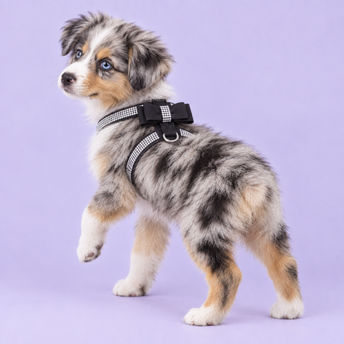 Blue-merle Miniature Australian Shepherd puppy in the black harness