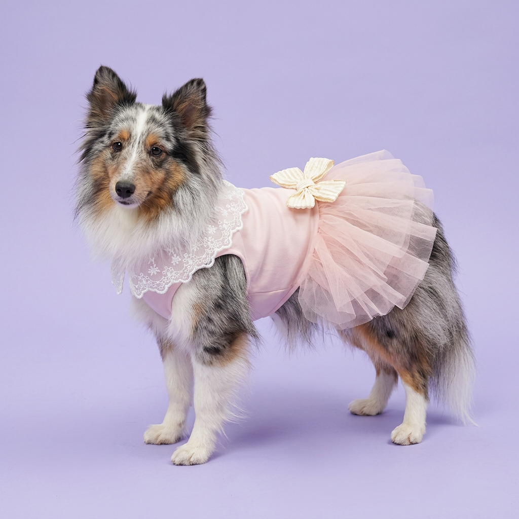 Blue-merle Sheltie wearing the blush dress with an ivory bow