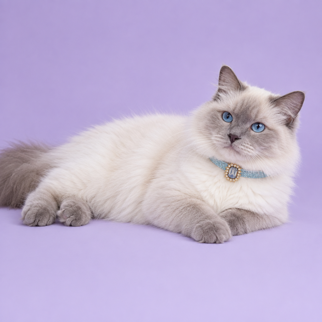 Blue-point Ragdoll reclining on its side