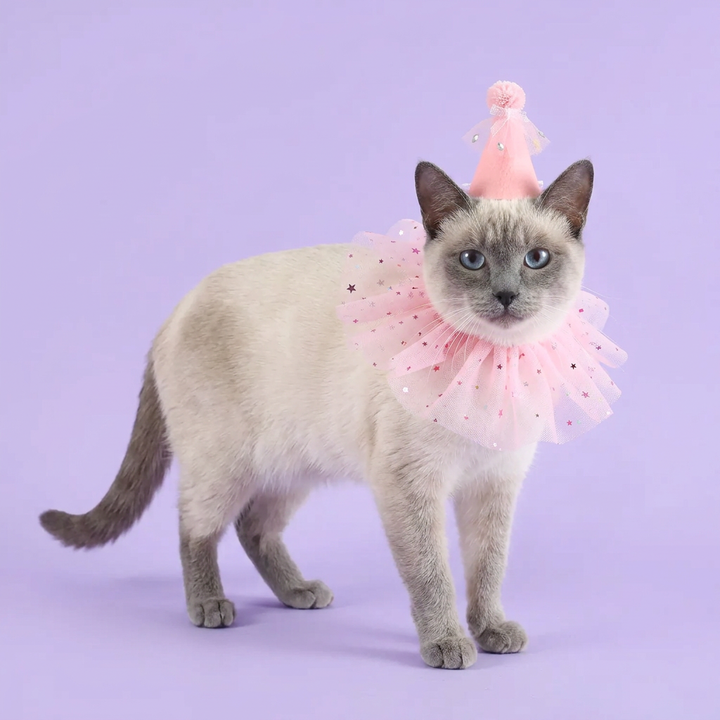 Blue-point Siamese wearing the pink star party set