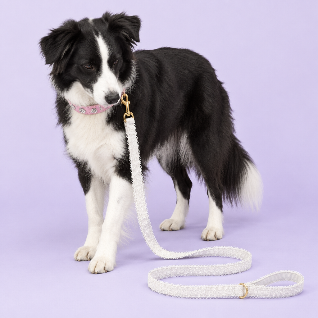 Border collie with pink flower collar and white lace leash