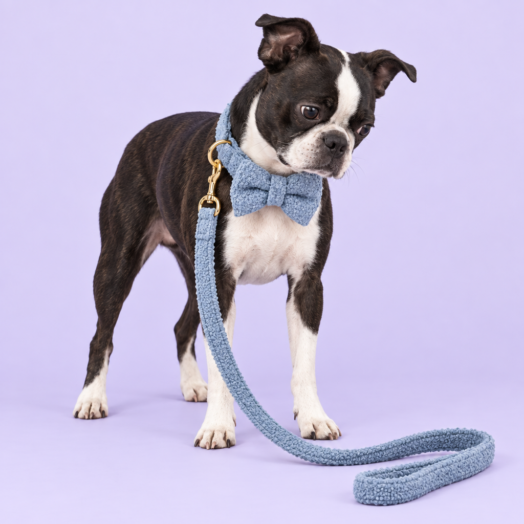 Boston Terrier in blue teddy-fleece bow-tie set