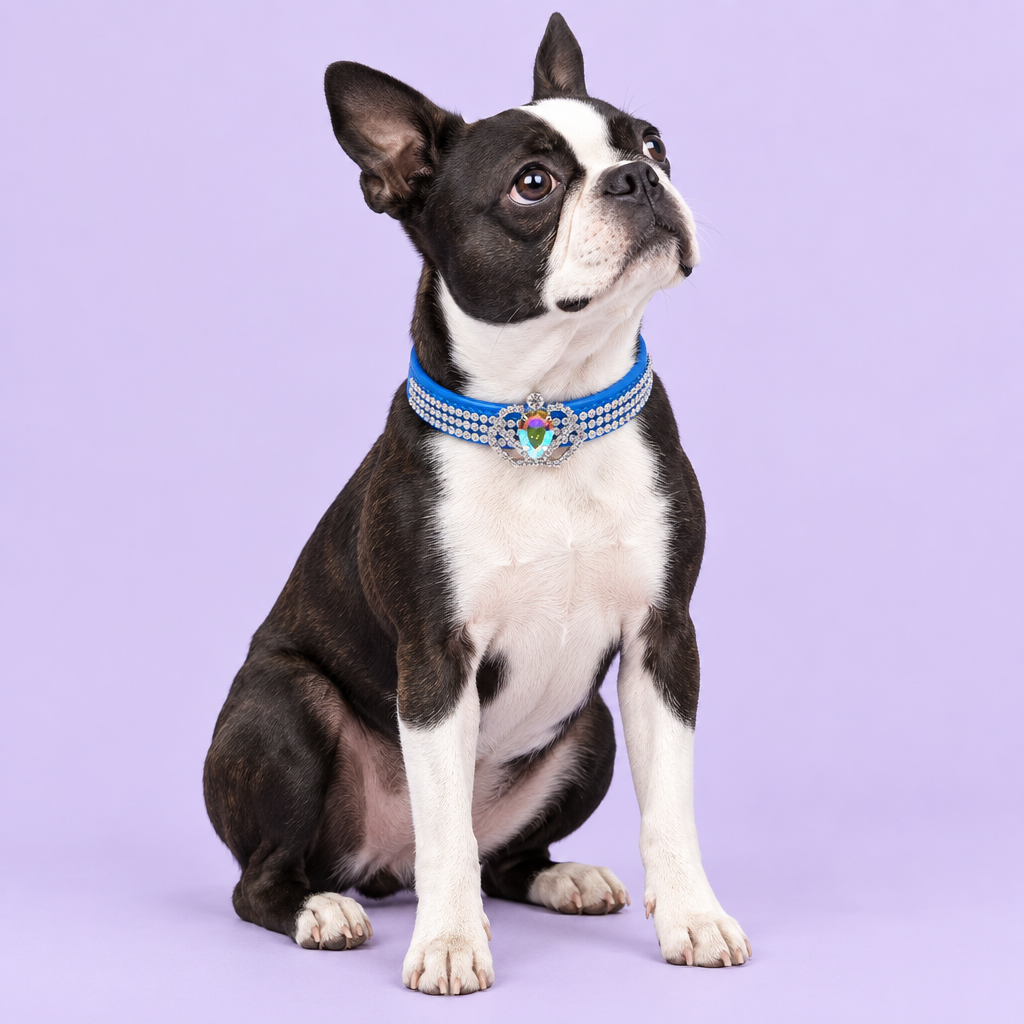 Boston Terrier sitting