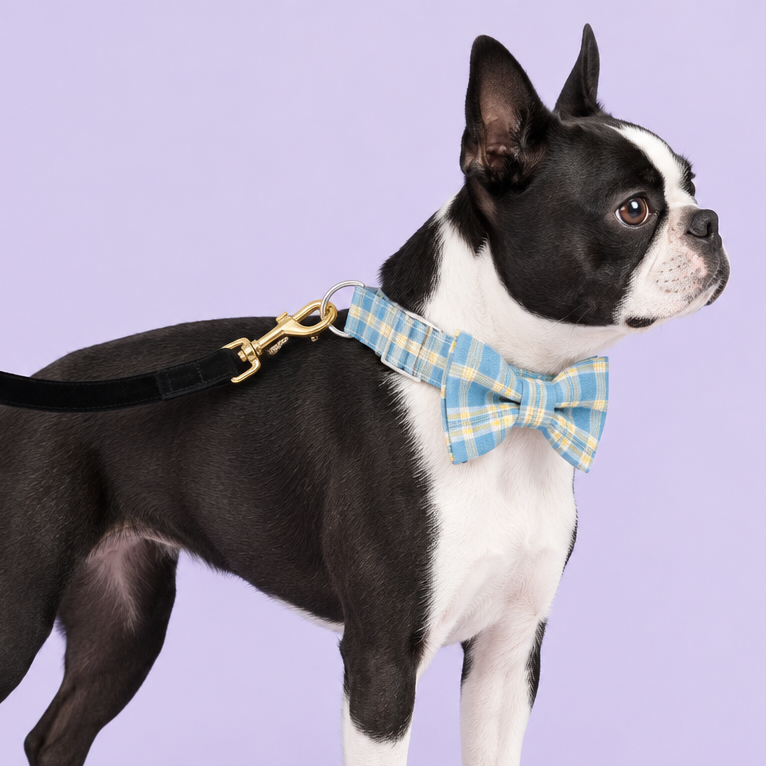 Boston terrier with blue plaid bow collar