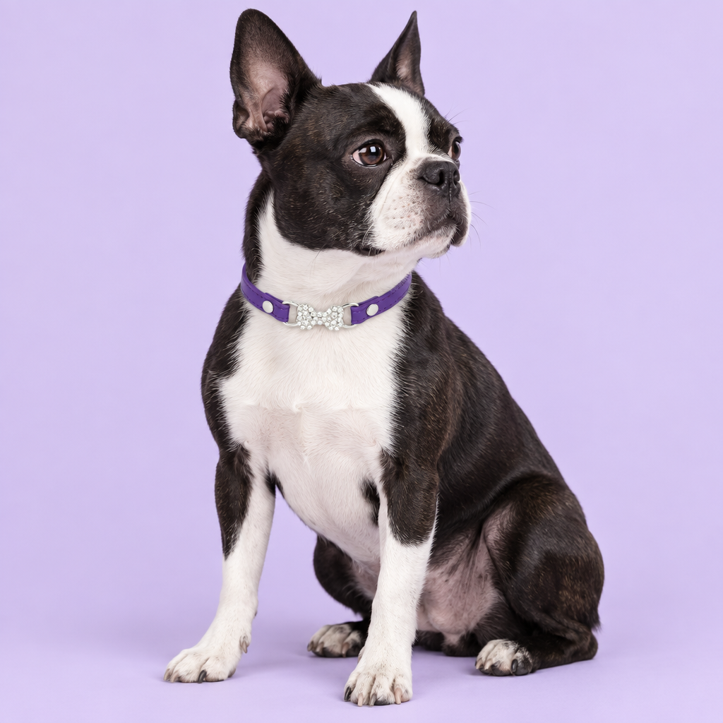 Boston terrier with purple collar