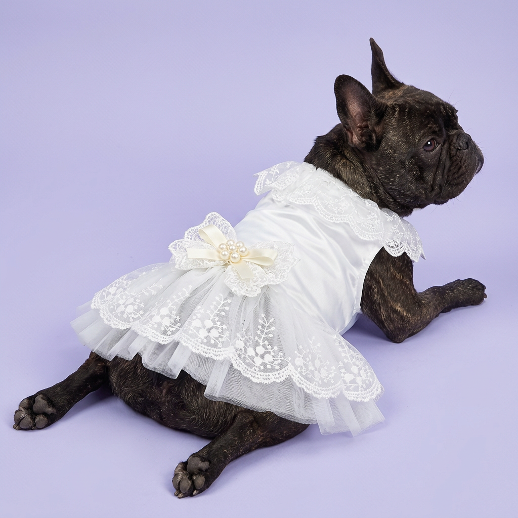 Brindle French bulldog reclining in the white lace dress