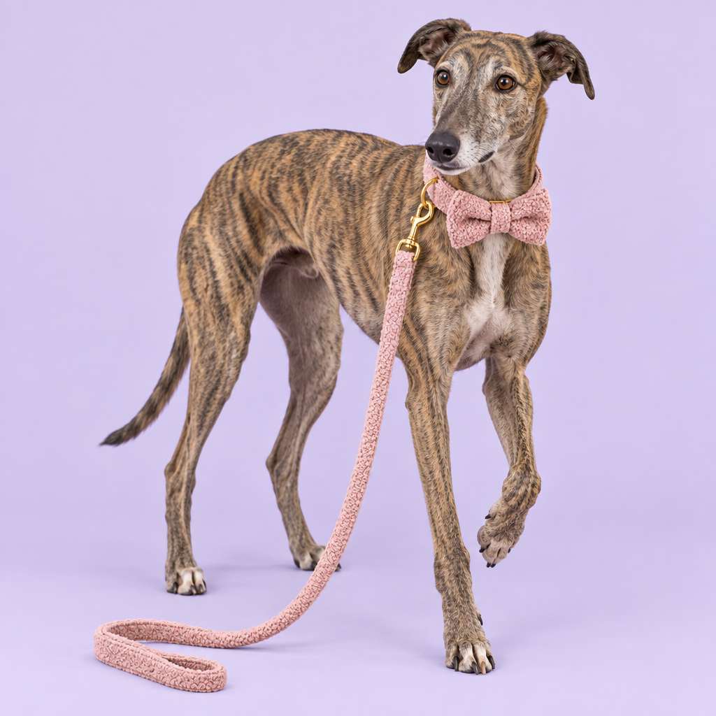 Brindle Greyhound in pink teddy-fleece set