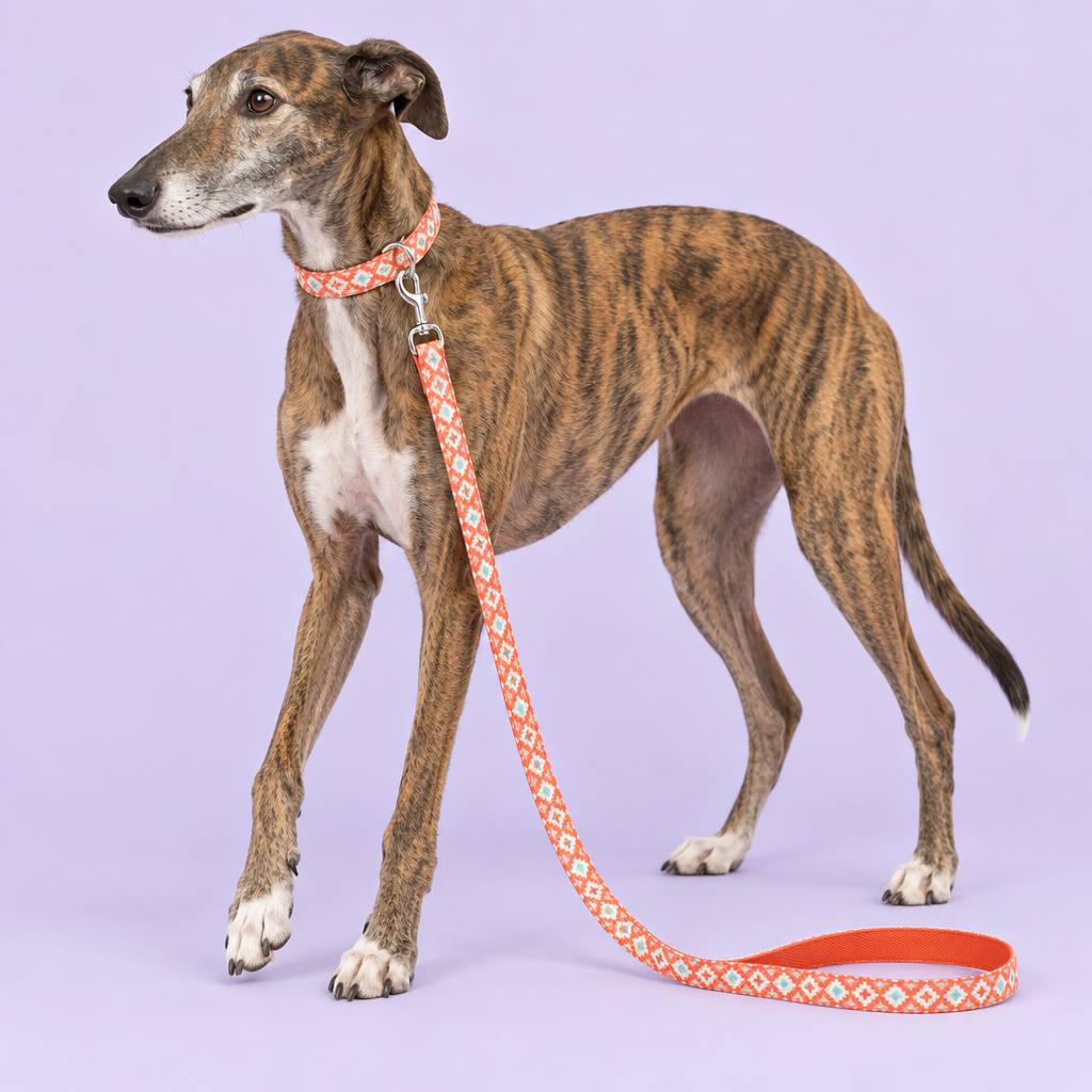 Brindle greyhound with revised geometric collar and leash