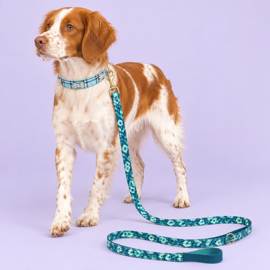 Brittany spaniel with blue plaid collar and teal floral leash