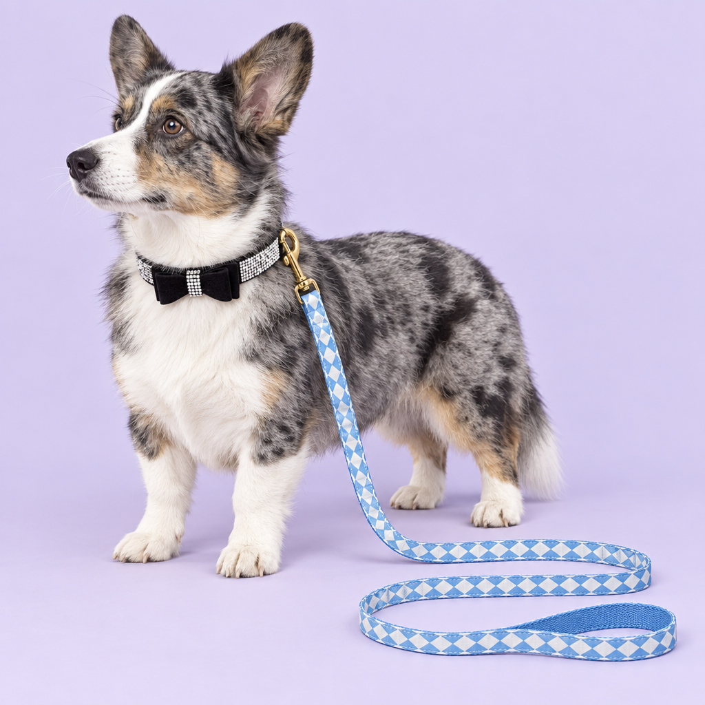 Cardigan corgi with black bow collar and triangle leash