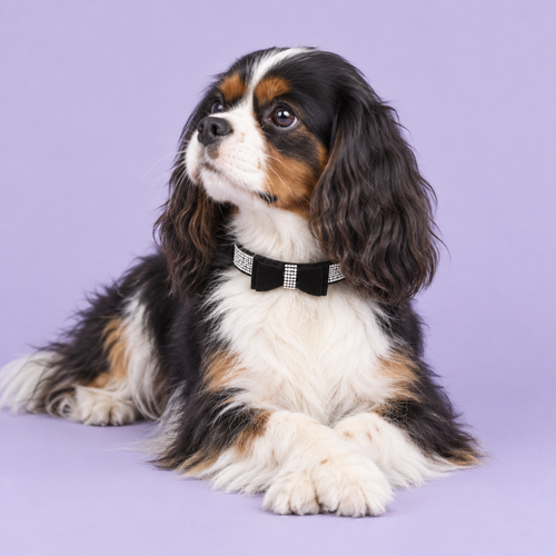 Cavalier wearing the black crystal bow collar