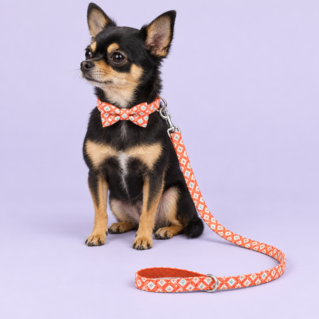 Chihuahua wearing geometric bow collar and leash