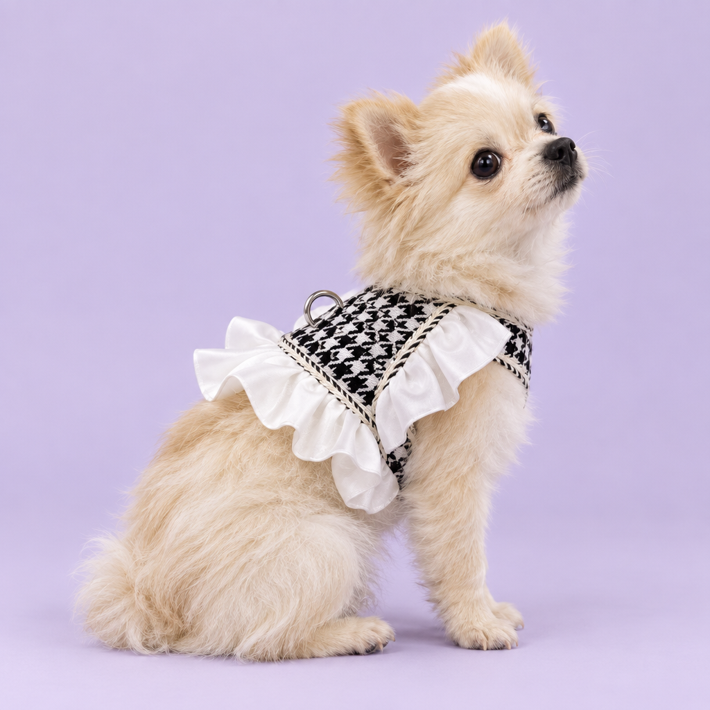 Chihuahua wearing the harness without leash