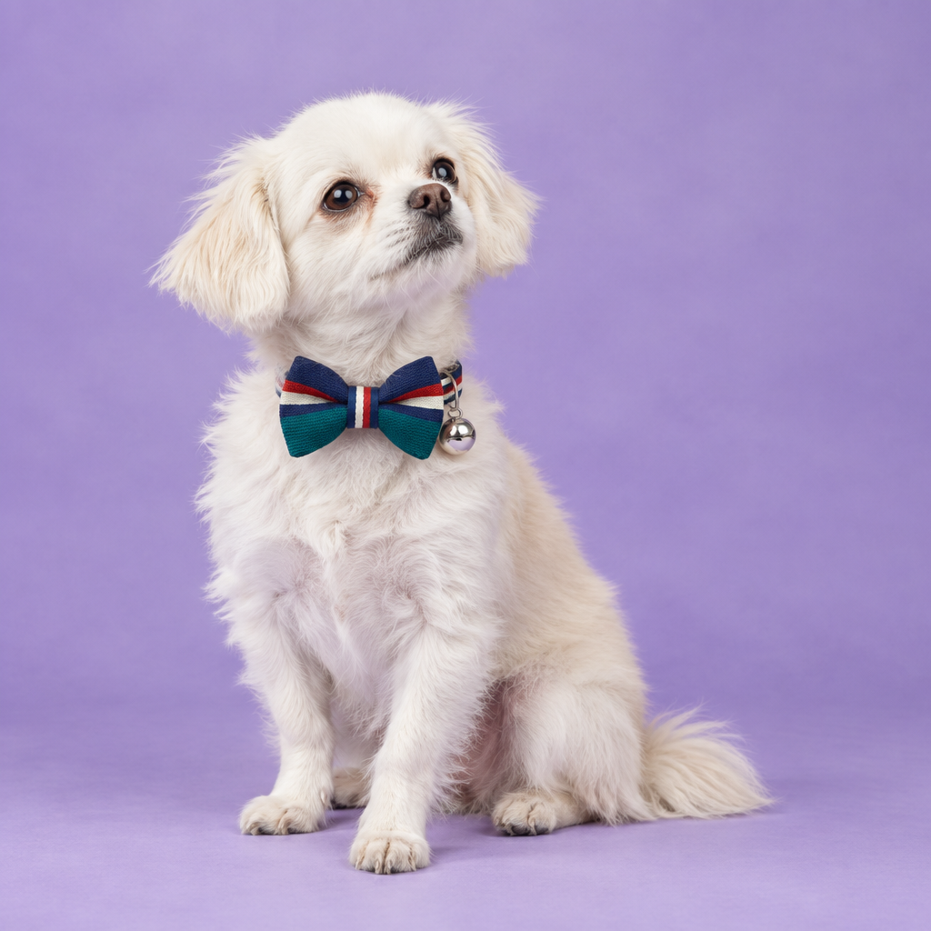 Chihuahua wearing the teal and navy bow-tie collar