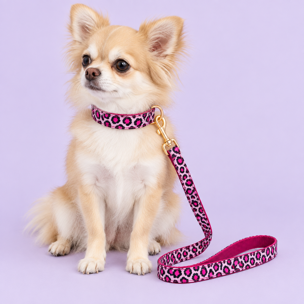 Chihuahua with pink leopard-print collar and leash