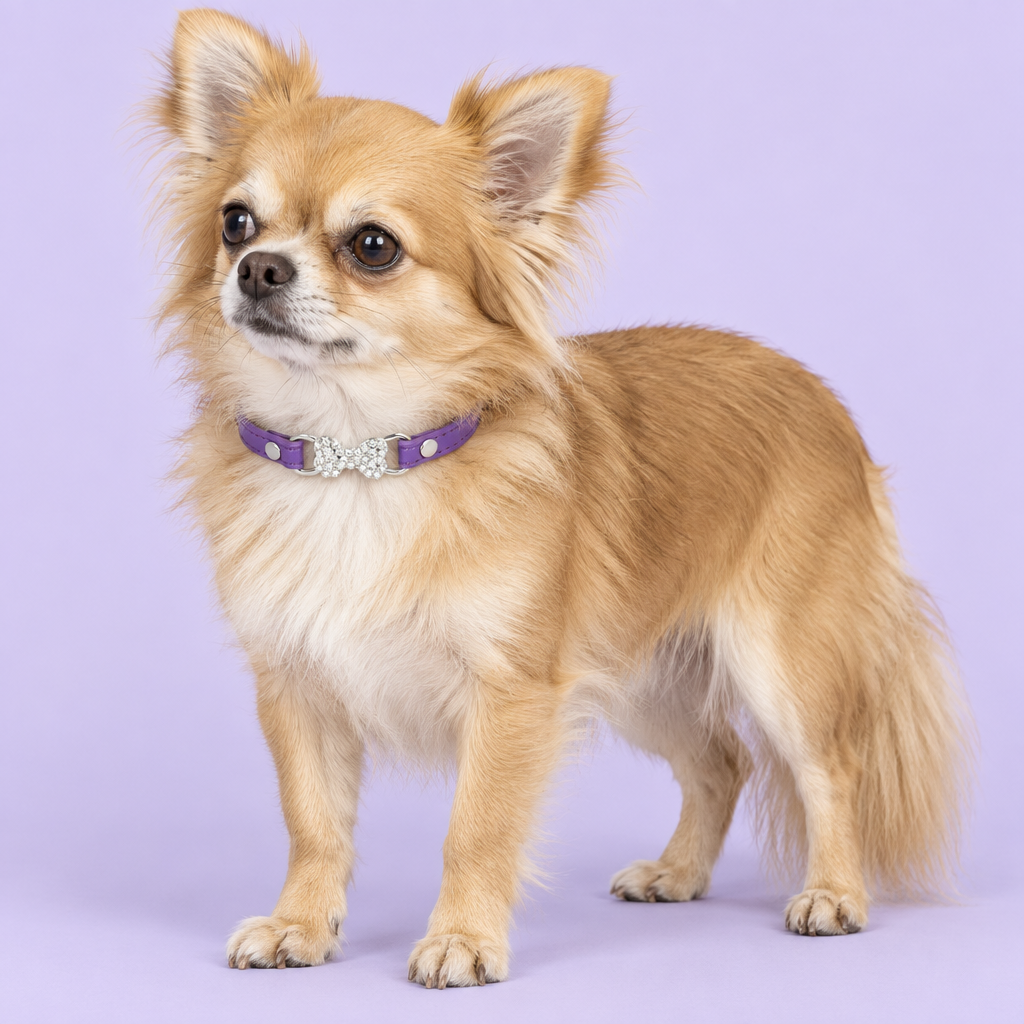 Chihuahua with purple collar