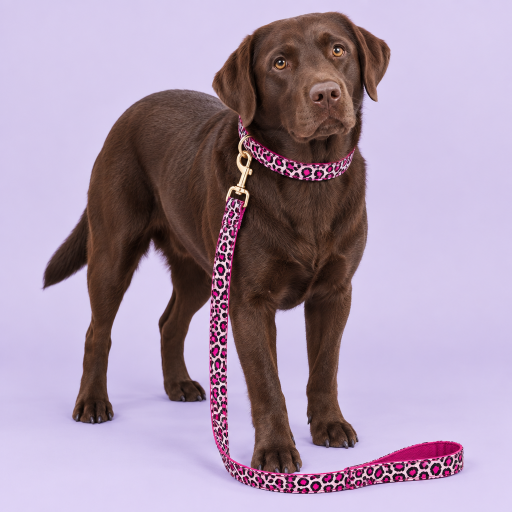 Chocolate Labrador with pink leopard-print collar and leash