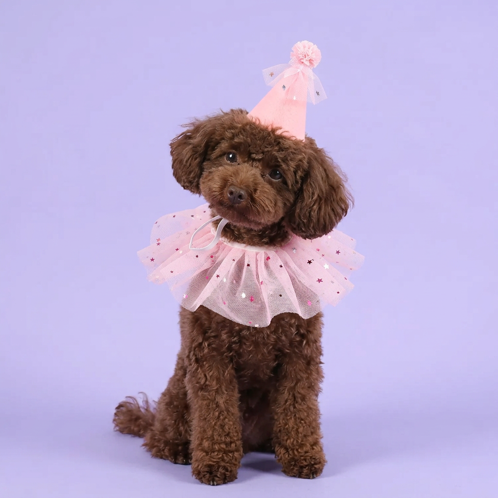 Chocolate toy poodle wearing the pink star party set