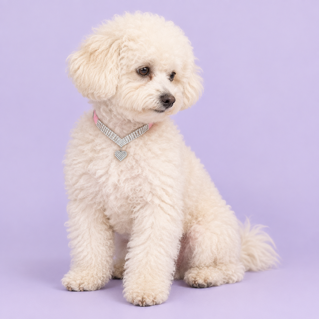 Cream bichon seated with a natural side gaze